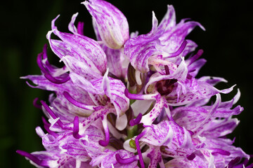 Close-up of monkey orchid (Orchis simia), black background, Crete, Greece