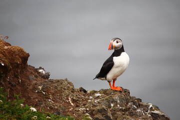 Papageitaucher / Atlantic puffin / Fratercula arctica