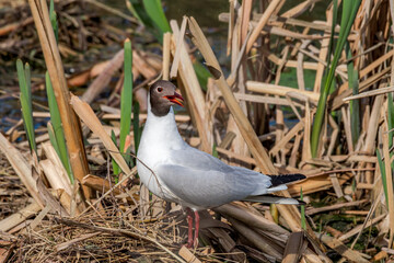Black-headed Gull (Larus ridibundus) at colony