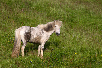 Islandpferd / Icelandic horse / Equus ferus caballus