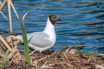 Black-headed Gull (Larus ridibundus) at colony