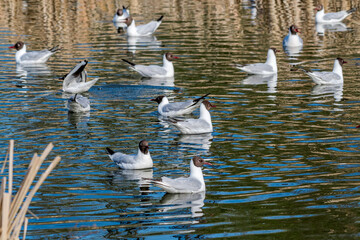 Black-headed Gulls (Larus ridibundus) at colony