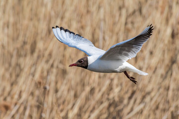 Black-headed Gull (Larus ridibundus) at colony