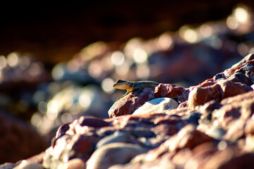 lizard on the rocks