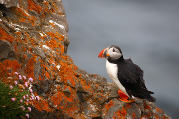 Papageitaucher / Atlantic puffin / Fratercula arctica