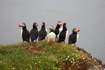 Papageitaucher / Atlantic puffin / Fratercula arctica