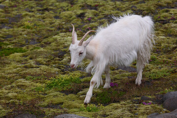 Islandziege / Icelandic goat / Capra hircus