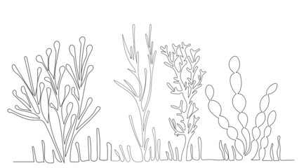 algae drawing in one continuous line, isolated vector