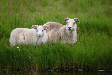 Schaf / Sheep / Ovis..