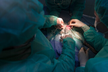 A surgeon and veterinarians team performing castration or sterilization operation on a cat in an animal hospital. 
