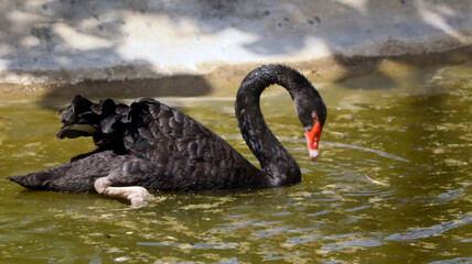 Black swan Is in the water. with bur background