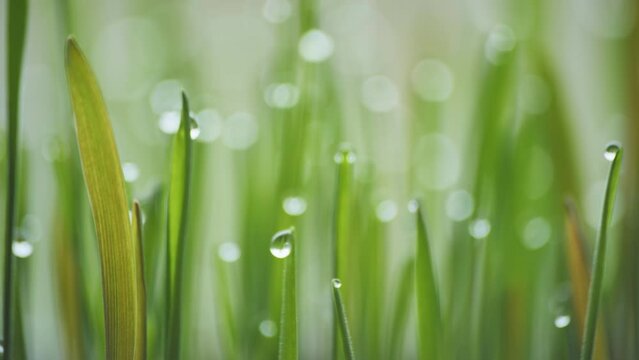 Sprouts of young grass with dew. Video in motion with a slider.