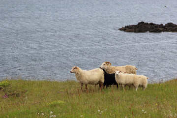 Obraz premium Schaf / Sheep / Ovis..