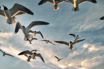 birds flying in the sky