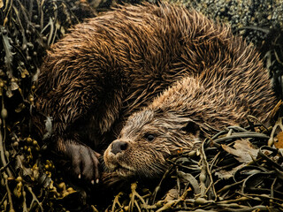 otter lutra
