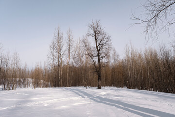 Winter landscape.