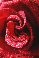 Fresh red rose, closeup view