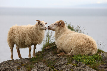 Schaf / Sheep / Ovis..