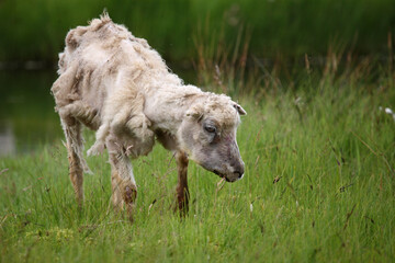 Schaf / Sheep / Ovis..