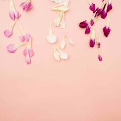 Obraz na płótnie Canvas Deconstructed flower petals on pink background