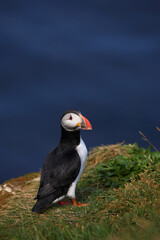 Papageitaucher / Atlantic puffin / Fratercula arctica