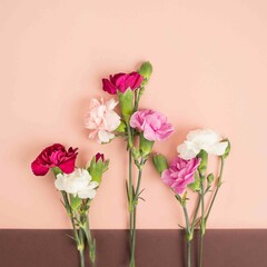 mini carnation stems on a pink and burgundy background
