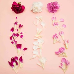 Fototapeta premium Three mini carnation with falling petals on pink blush background