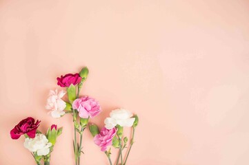 mini dianthus stems on a pink blush flat lay