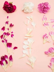3 carnations with falling petals on pink blush flat lay