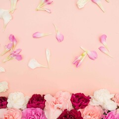pink and white petals with variety of carnations on pink background