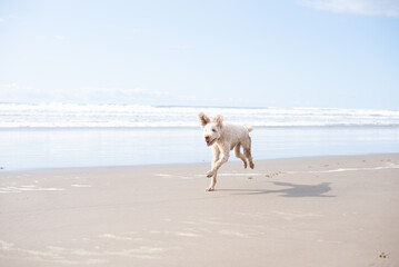 Labradoodle dog running on the beach at the Oregon Coast