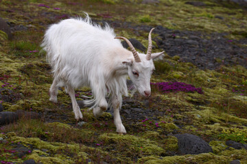 Obraz premium Islandziege / Icelandic goat / Capra hircus