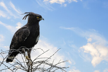 Long-crested eagle (Lophaetus occipitalis) perched on a tree in Queen Elizabeth National Park, Uganda, Africa
