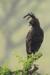 Long-crested eagle (Lophaetus occipitalis) perched on acacia tree in Queen Elizabeth National Park, Uganda, Africa