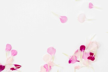 White copy space with pink flower petal border