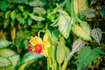 red and yellow flowers