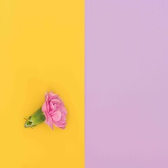 One pink carnation on yellow and lavender color block background