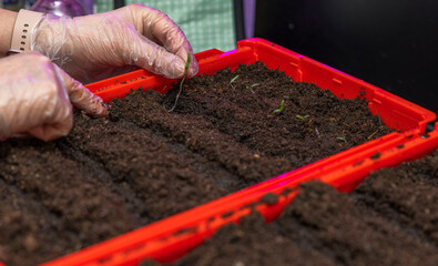 Close up view of gloved female hands planting young seedlings in box of soil in early spring. Sweden.
