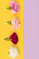 Four carnations in a line on yellow and purple flat lay