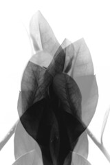 abstract background of flowers and plants, double multiple exposition