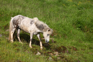 Obraz premium Islandpferd / Icelandic horse / Equus ferus caballus