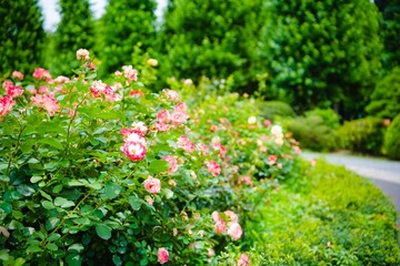 flowers in the garden