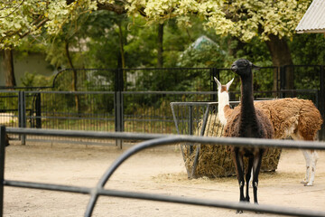Funny llamas in zoological garden