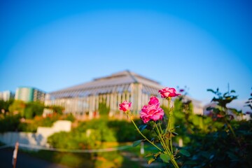 flowers on the bridge