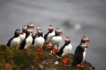 Papageitaucher / Atlantic puffin / Fratercula arctica