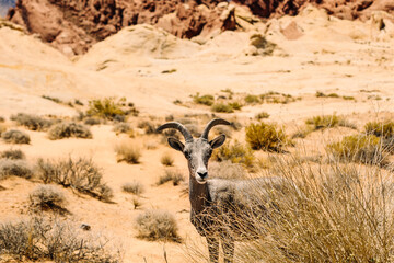 A horned Ram in the Valley of Fire, Nevada
