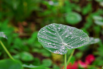 Close-up of water droplets on green taro leaves after rain water droplets with leaf texture