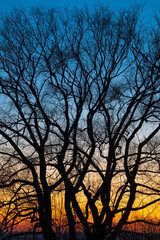 Silhouette d'arbre au coucher de soleil