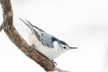 Sittelle &agrave; poitrine blanche perch&eacute; sur fond de neige