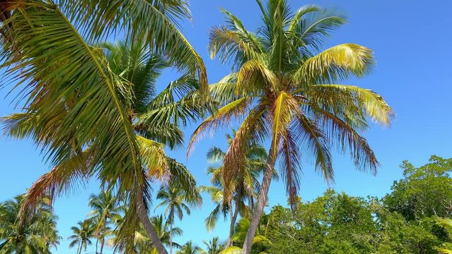 Wonderful Carribean Palm trees moving in the wind - travel photography